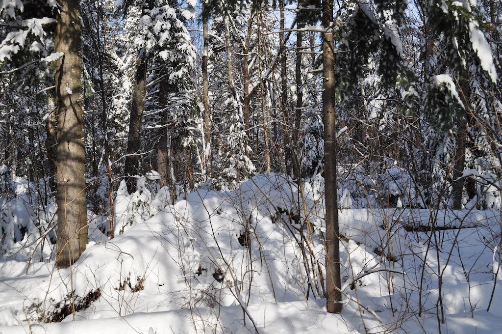 La Taniere De L'Ours Saint-Donat-de-Montcalm Exterior foto