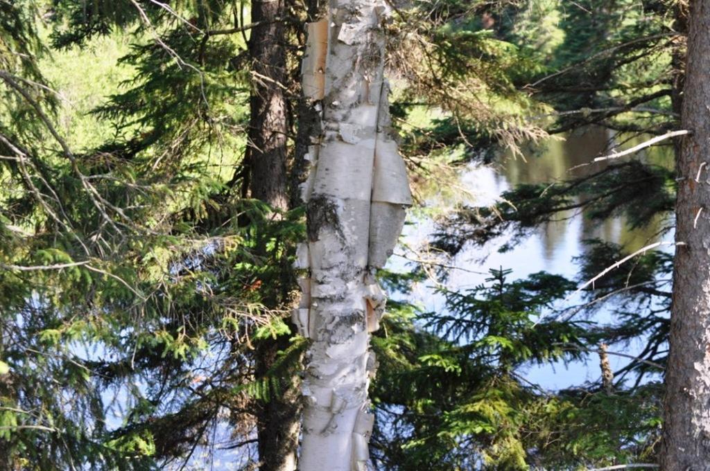 La Taniere De L'Ours Saint-Donat-de-Montcalm Exterior foto